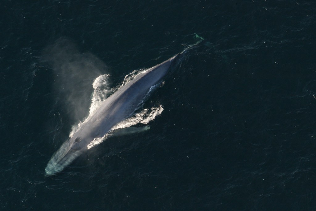 Blue Whale Overhead