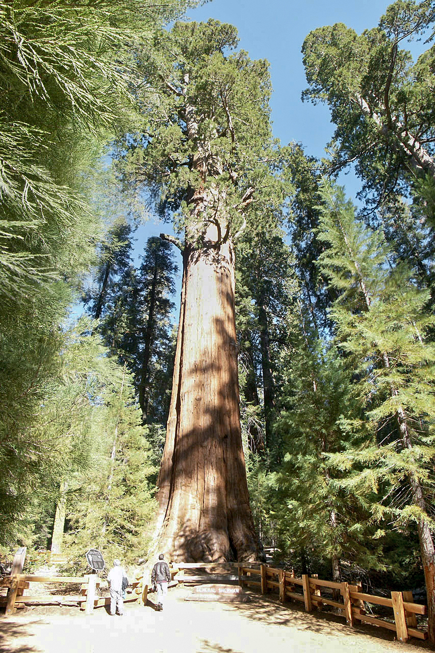 General Sherman Tree