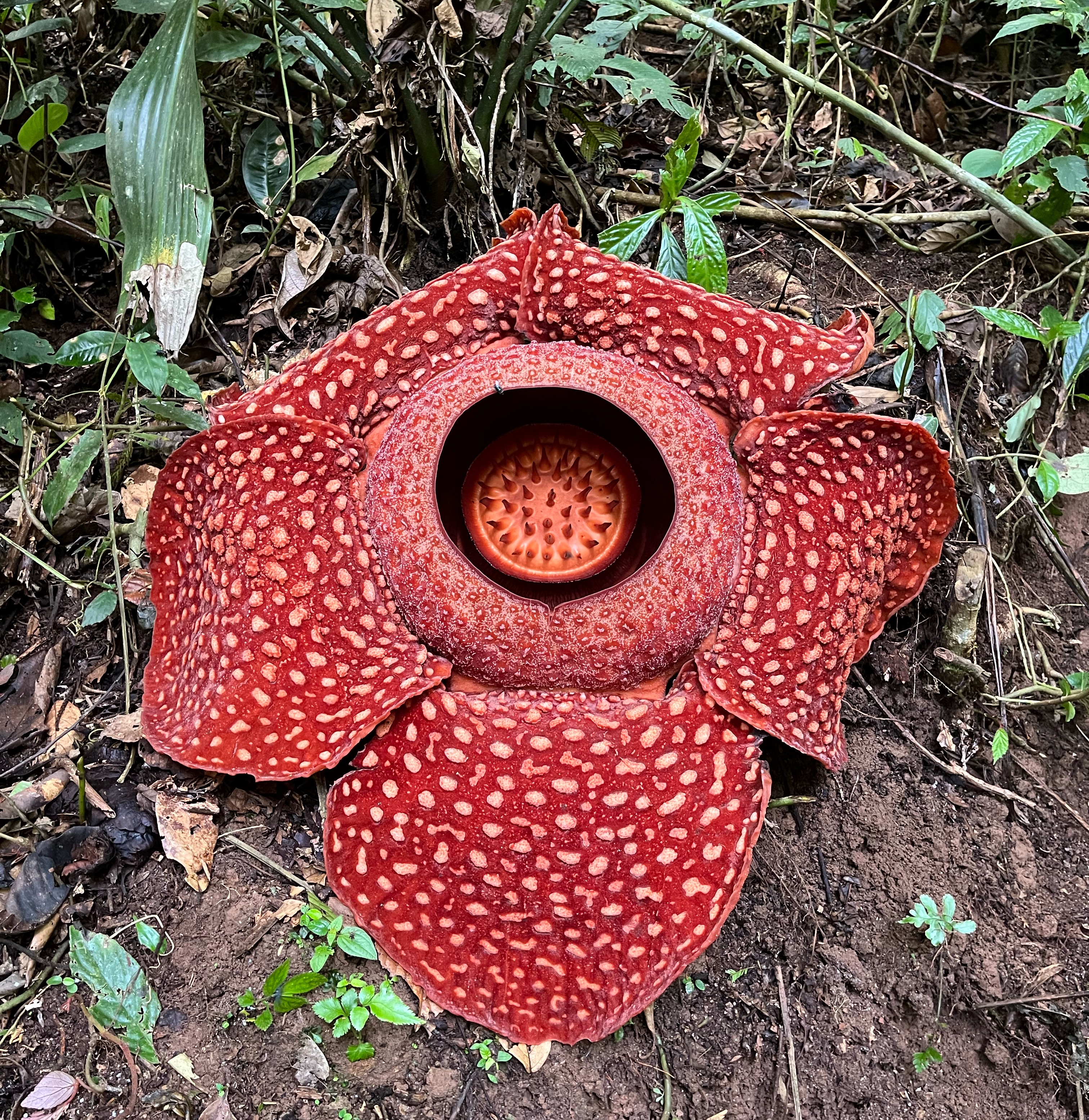  Rafflesia arnoldii
