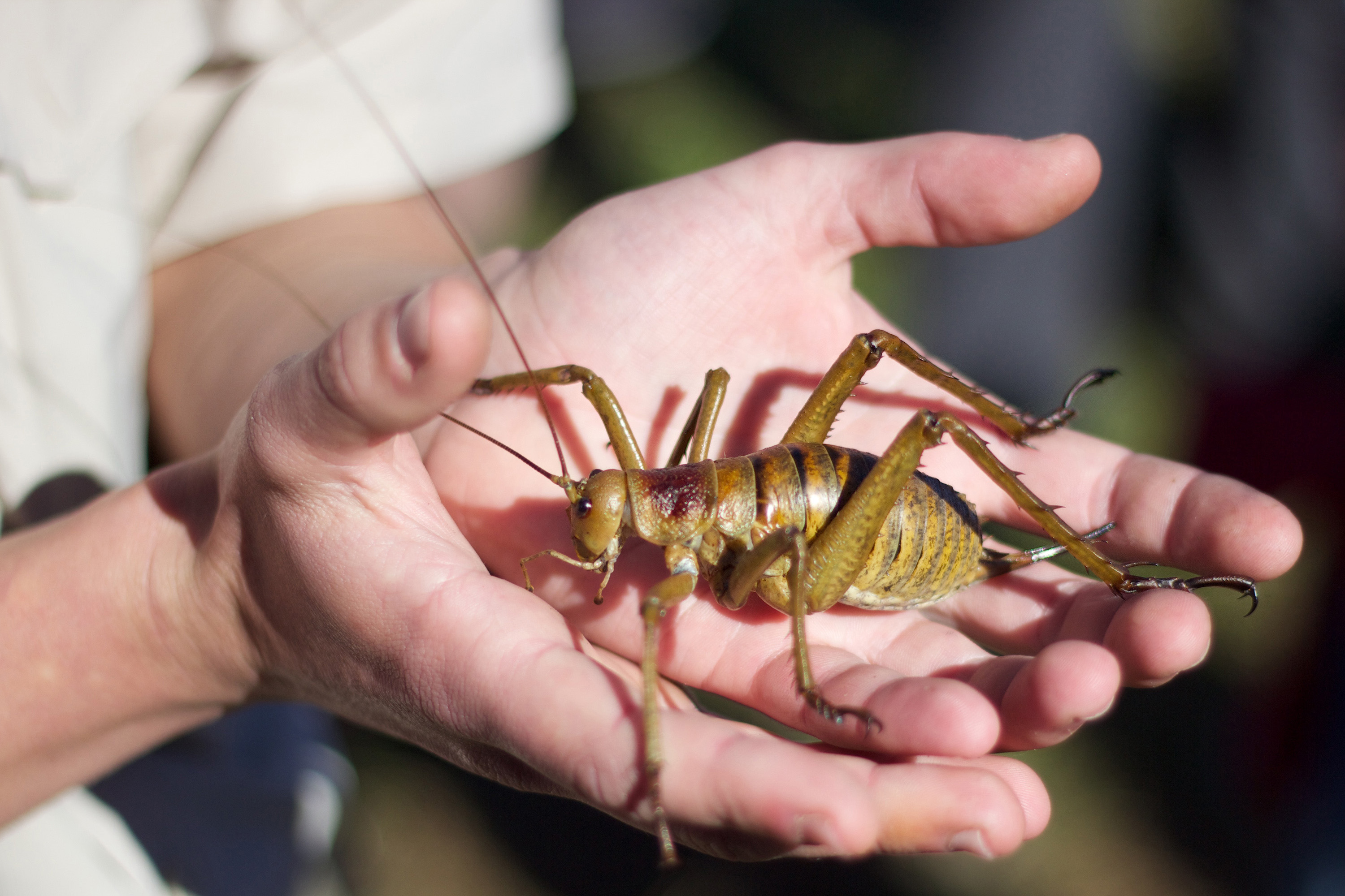 Giant Weta