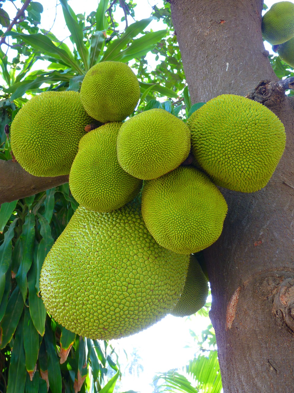 Jack Fruit